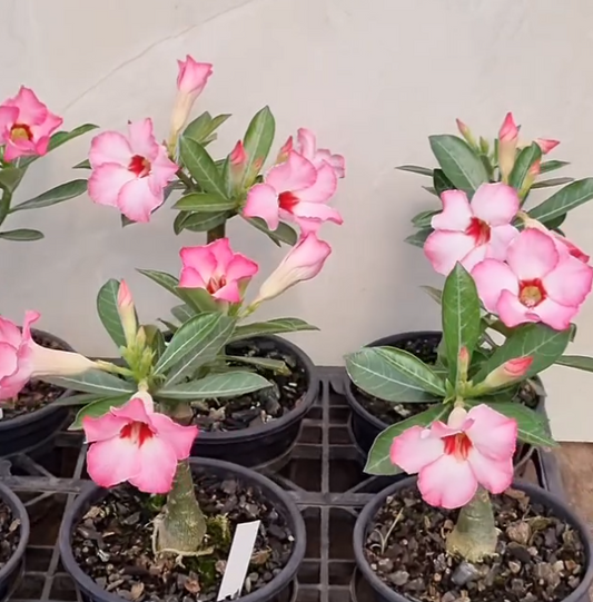 Adenium MR-66 6 Seeds