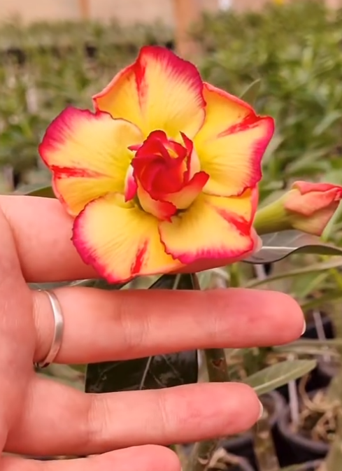 Adenium Perfect lady 6 Seeds