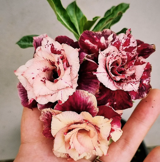 Adenium Cruella 6 Seeds