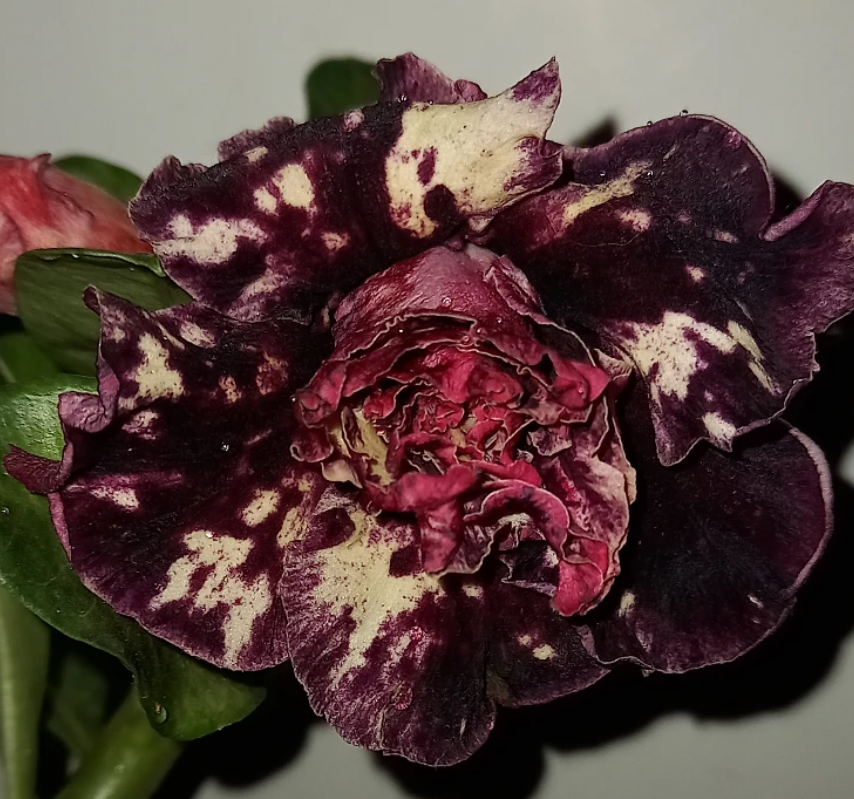 Adenium Mong Cam 6 Seeds