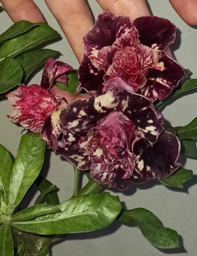 Adenium Mong Cam 6 Seeds