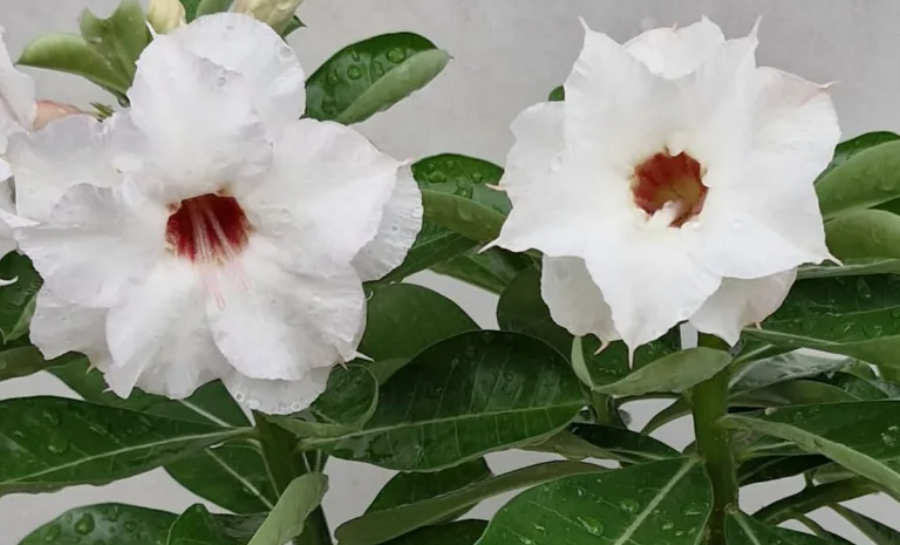 Adenium Dorina 6 Seeds
