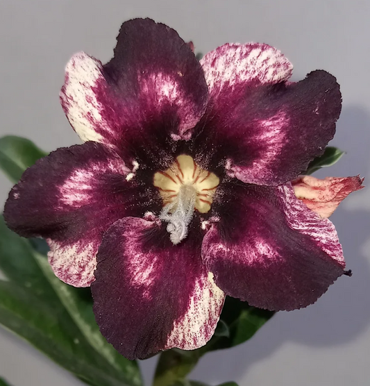 Adenium Estrella 6 Seeds