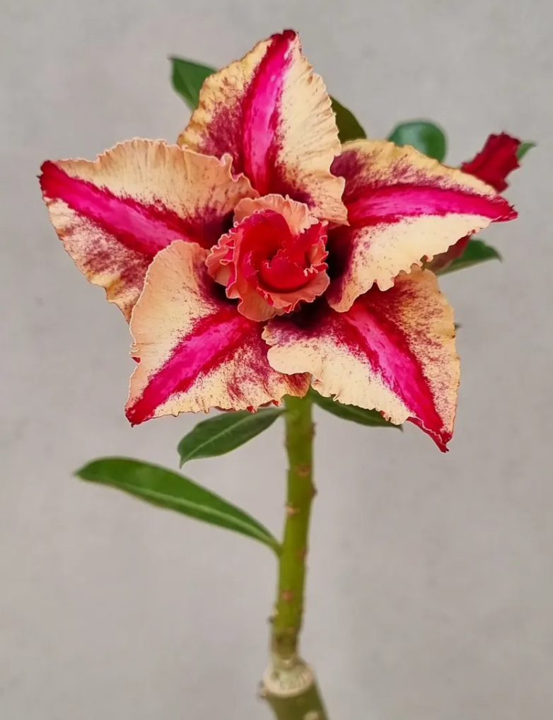 Adenium Claudio 6 Seeds