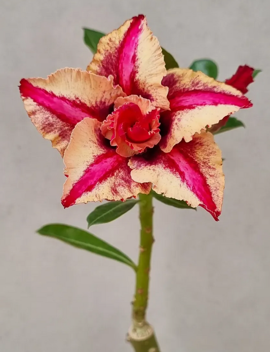 Adenium Claudio 6 Seeds