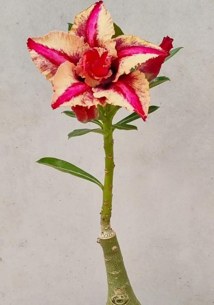 Adenium Claudio 6 Seeds