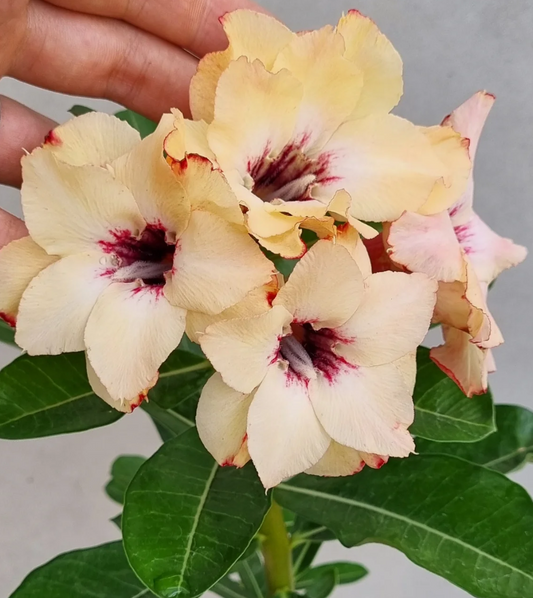 Adenium Forever Love 6 Seeds