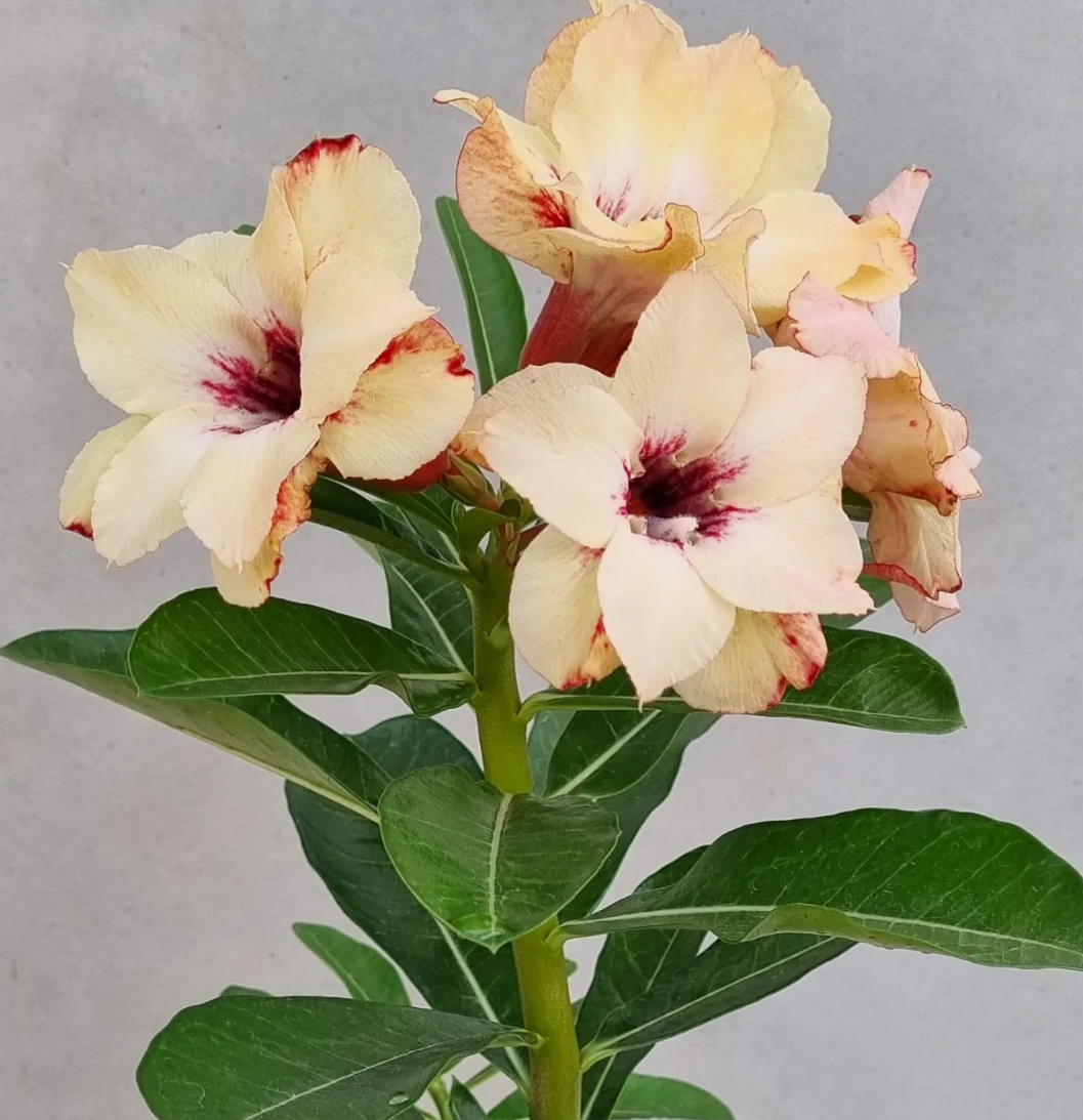 Adenium Forever Love 6 Seeds