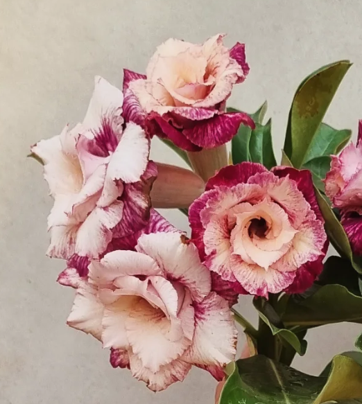 Adenium Enrique 6 Seeds