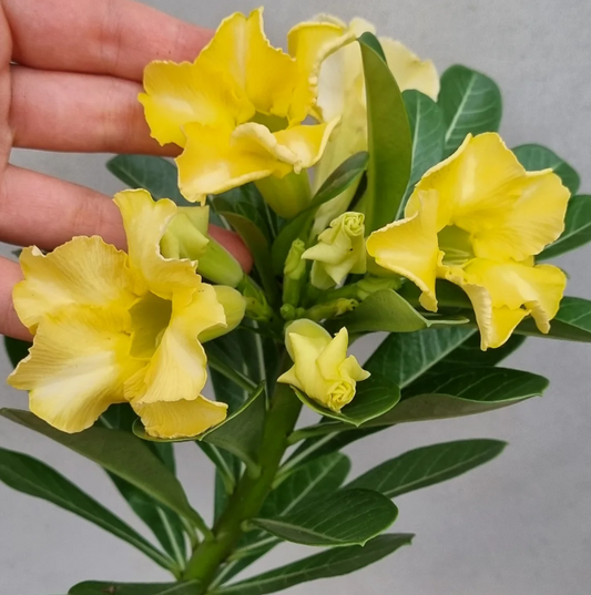 Adenium Angelina 6 Seeds