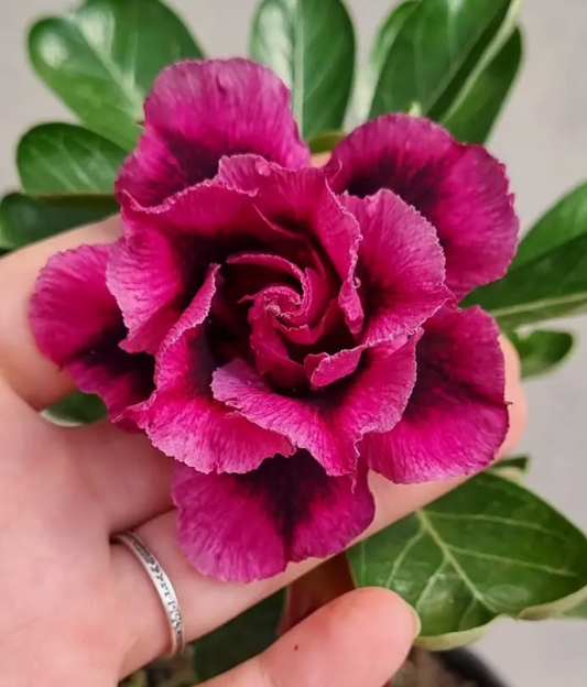 Adenium Linda 6 Seeds