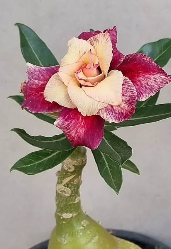 Adenium Las Palmas 6 Seeds
