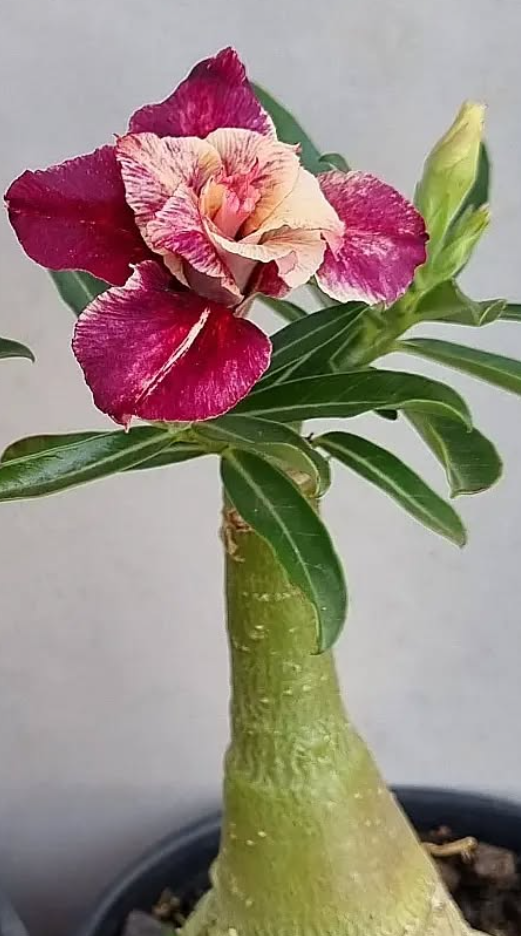 Adenium Las Palmas 6 Seeds