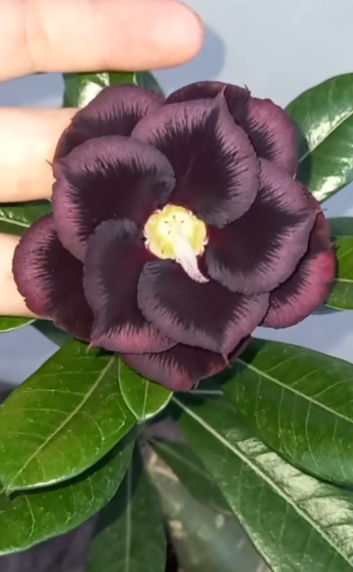 Adenium Torino 6 Seeds