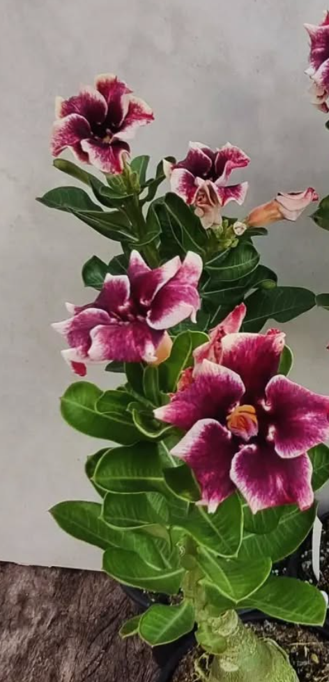 Adenium Tella 6 Seeds