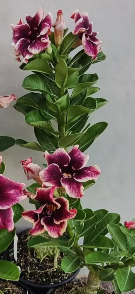 Adenium Tella 6 Seeds