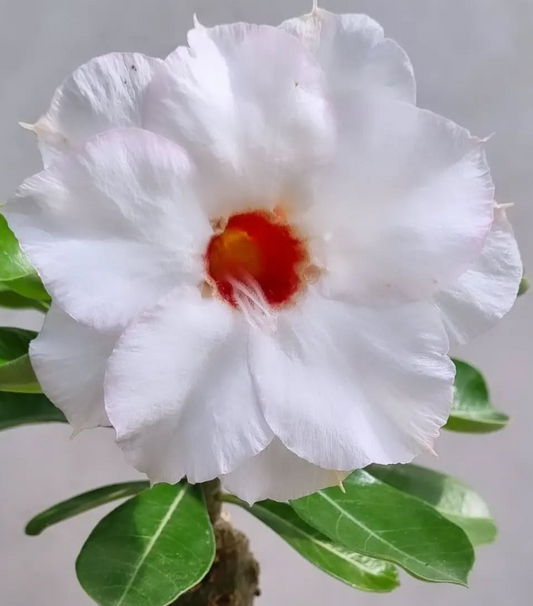 Adenium Bianca 6 Seeds