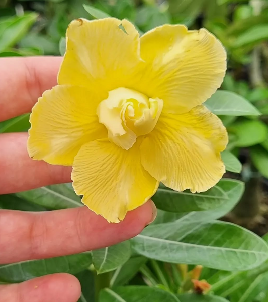 Adenium Genesus 6 Seeds