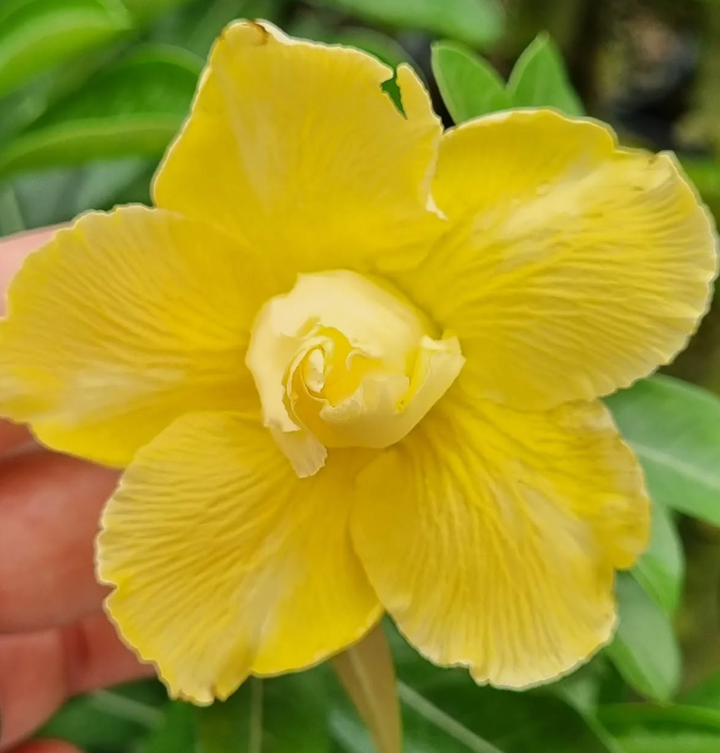 Adenium Genesus 6 Seeds