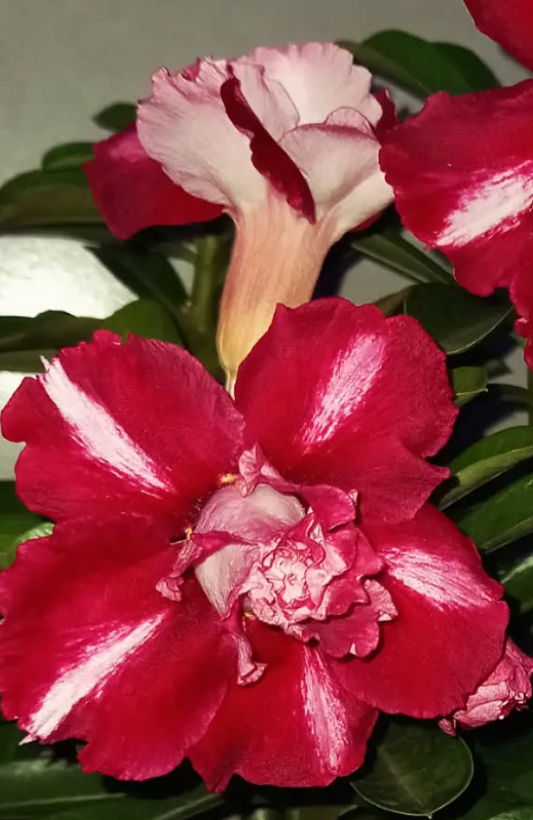 Adenium Floriana 6 Seeds