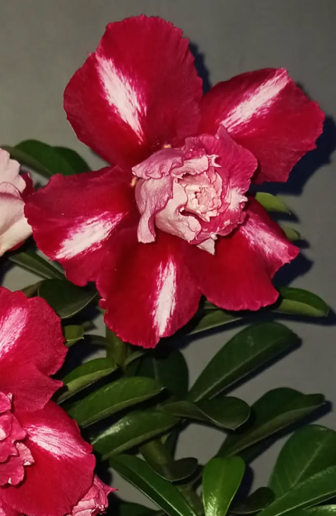 Adenium Floriana 6 Seeds
