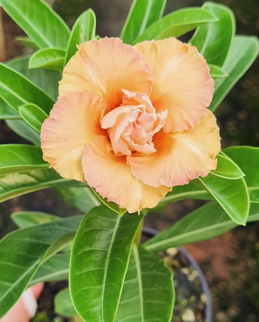 Adenium Canaria 6 Seeds