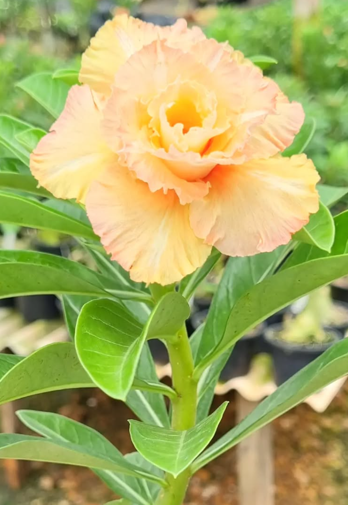 Adenium Canaria 6 Seeds