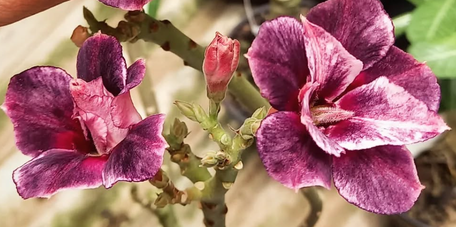 Adenium Purple Storm 6 Seeds