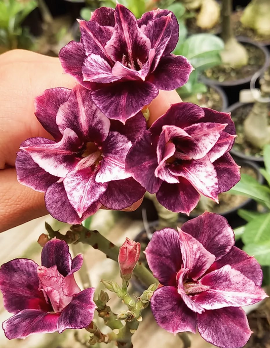 Adenium Purple Storm 6 Seeds