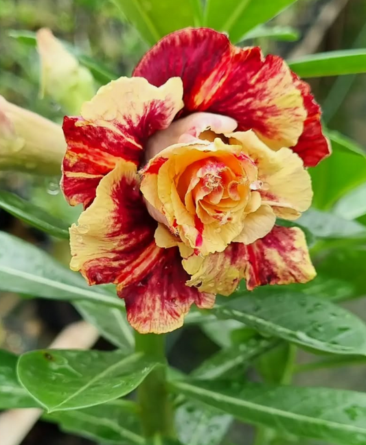 Adenium Monte Carlo 6 Seeds