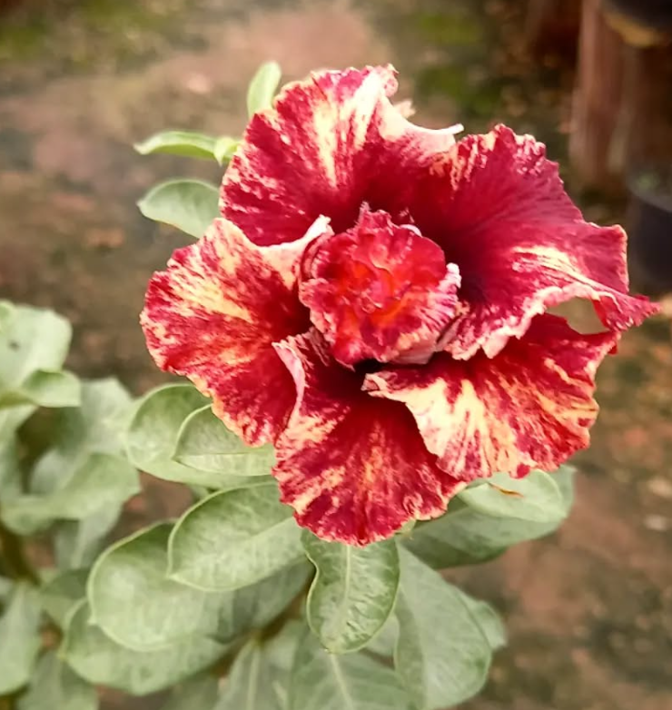 Adenium Monte Carlo 6 Seeds