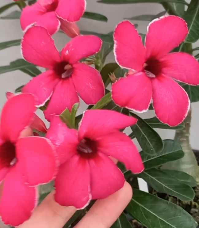 Adenium Akira 6 Seeds