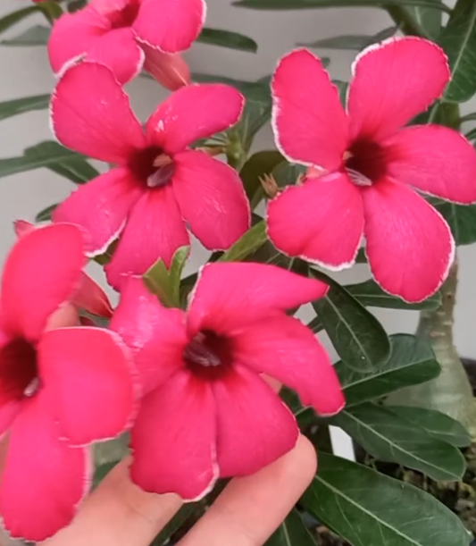 Adenium Akira 6 Seeds