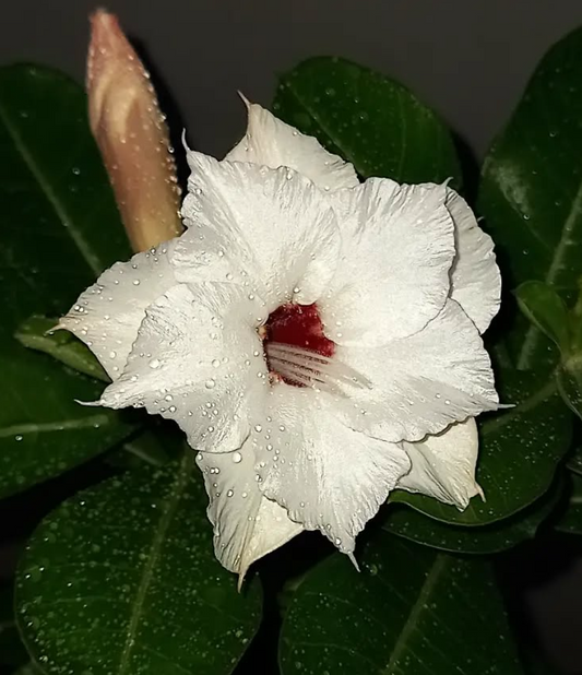 Adenium Kendra 6 Seeds