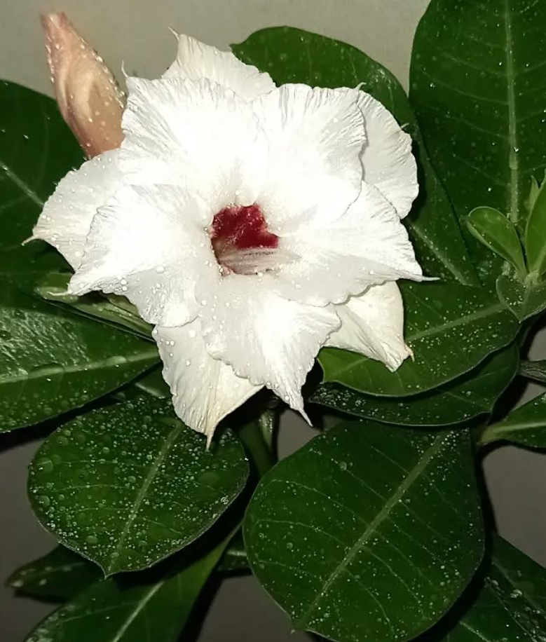 Adenium Kendra 6 Seeds