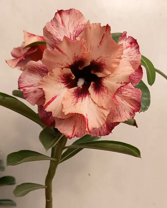 Adenium Miranda 6 Seeds