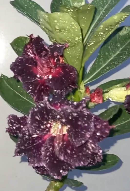 Adenium Rio Branco 6 Seeds