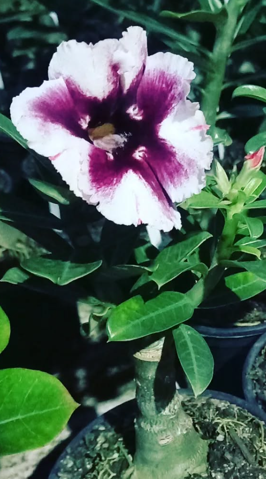 Adenium Lurdesa 6 Seeds