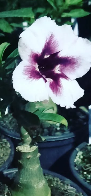 Adenium Lurdesa 6 Seeds