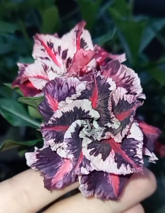 Adenium Nolan 6 Seeds