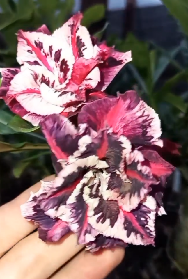 Adenium Nolan 6 Seeds