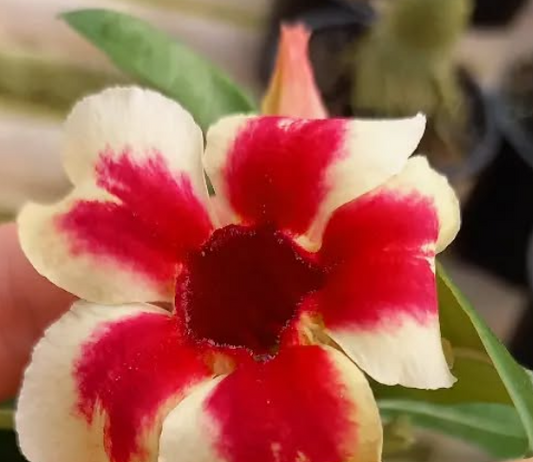Adenium Star Cluer 6 Seeds