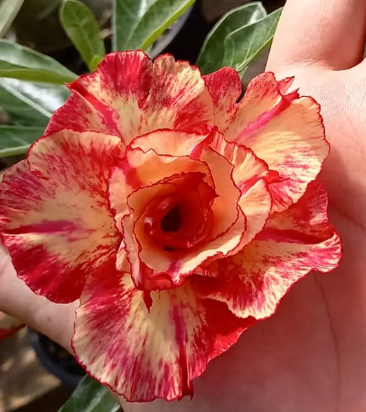 Adenium Royal Sunshine 6 Seeds
