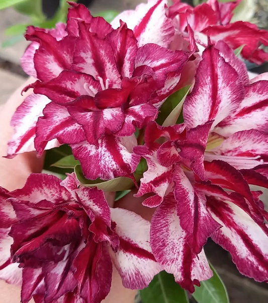Adenium Ruby 6 Seeds