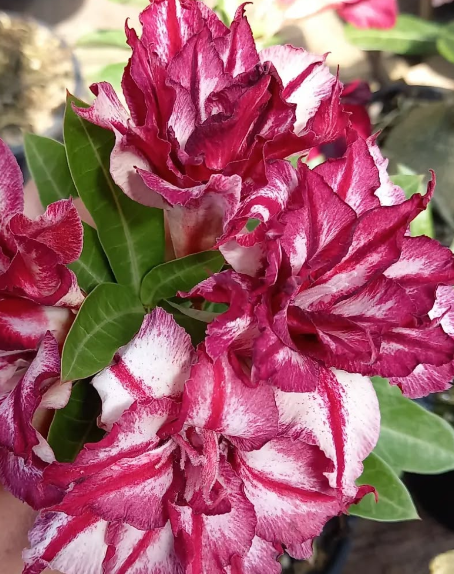 Adenium Ruby 6 Seeds