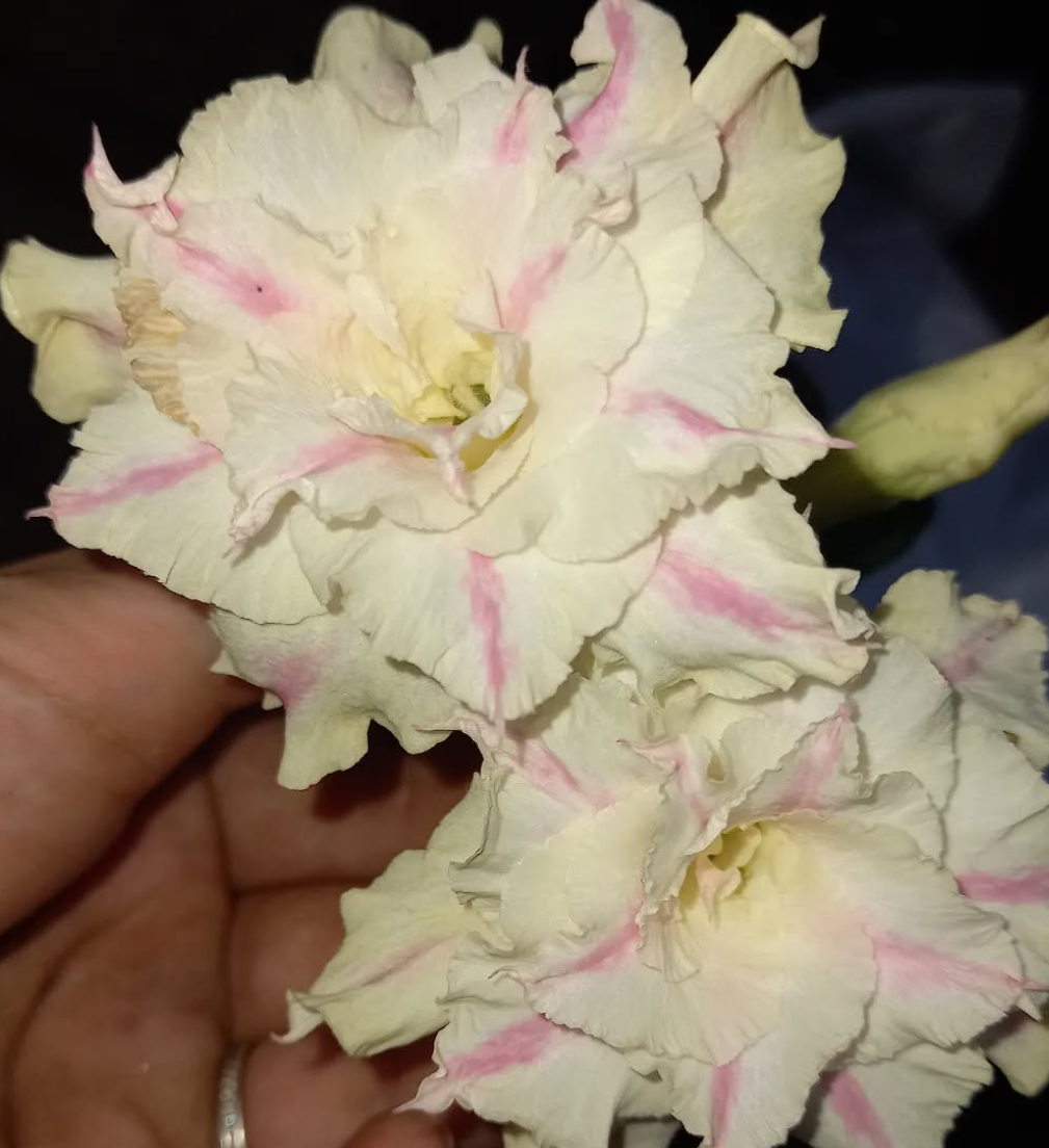 Adenium Candy Stream 6 Seeds