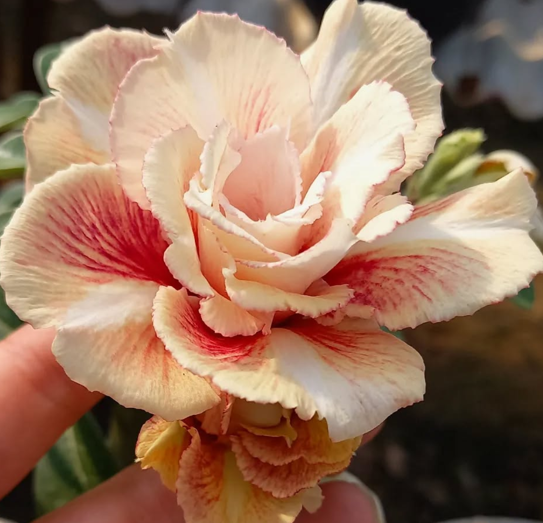Adenium Sicília 6 Seeds