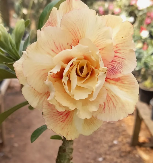 Adenium Sicília 6 Seeds