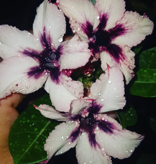 Adenium Lucinda 6 Seeds
