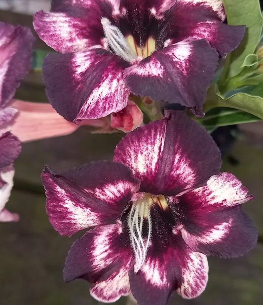 Adenium Kenny 6 Seeds